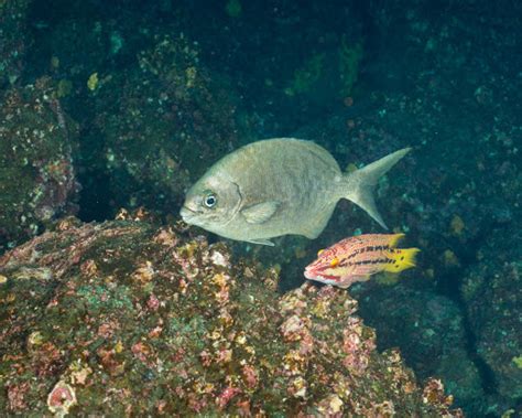 Cortez Sea Chub (Fishes of the Galapagos) · iNaturalist.
